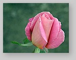 Rose-December-03.jpg