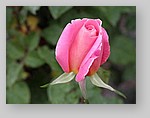 Rose-December-04.jpg