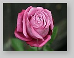 Rose-December-06.jpg