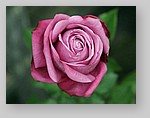 Rose-December-07.jpg