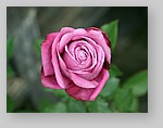 Rose-December-08.jpg