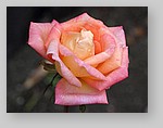 Rose-December-11.jpg