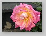 Rose-December-13.jpg