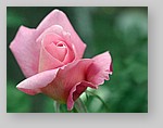 Rose-December-14.jpg