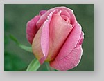 Rose-December-15.jpg