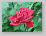 Rose-December-16.jpg