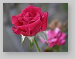 red-rose2.jpg