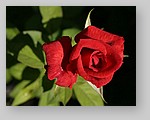 red-rose3.jpg