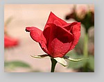 red-rose4.jpg