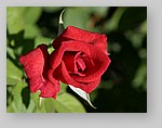 red-rose5.jpg