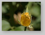 yellow-rose-bud.jpg