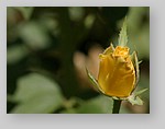 yellow-rose-bud2.jpg