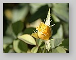 yellow-rose-bud3.jpg