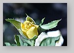 yellow-rose-bud4.jpg