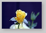 yellow-rose1.jpg