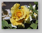 yellow-rose10.jpg