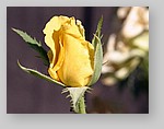 yellow-rose11.jpg