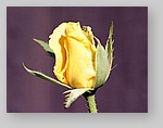 yellow-rose12.jpg