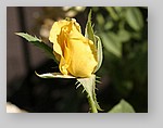 yellow-rose13.jpg