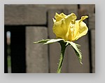 yellow-rose14.jpg