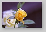 yellow-rose2.jpg