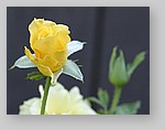 yellow-rose3.jpg