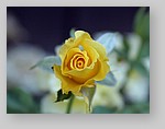 yellow-rose4.jpg