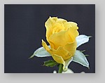 yellow-rose5.jpg