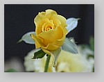 yellow-rose6.jpg