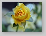 yellow-rose7.jpg