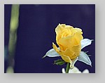 yellow-rose9.jpg