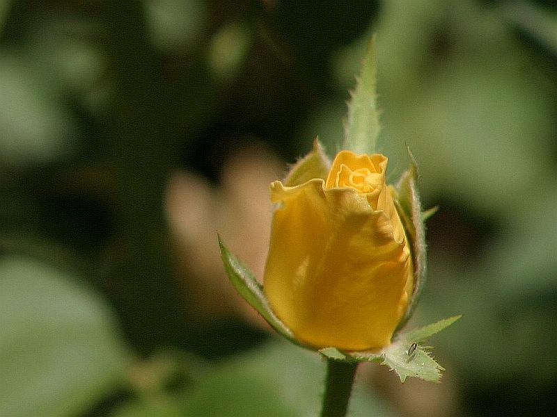 yellow-rose-bud.jpg