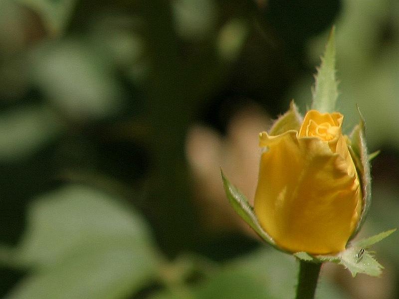 yellow-rose-bud2.jpg