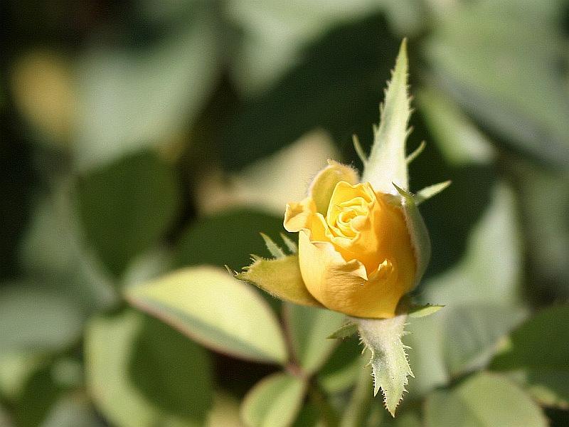 yellow-rose-bud3.jpg