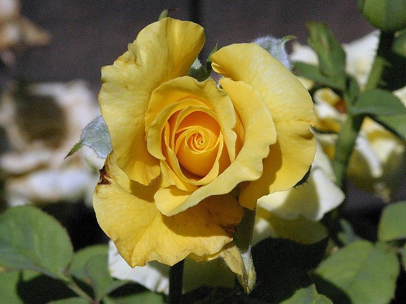 yellow-rose10.jpg