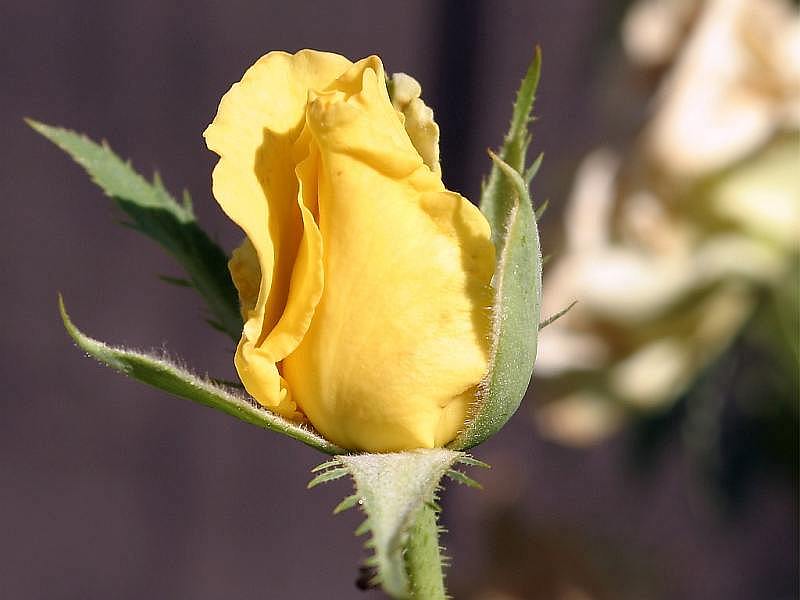 yellow-rose11.jpg