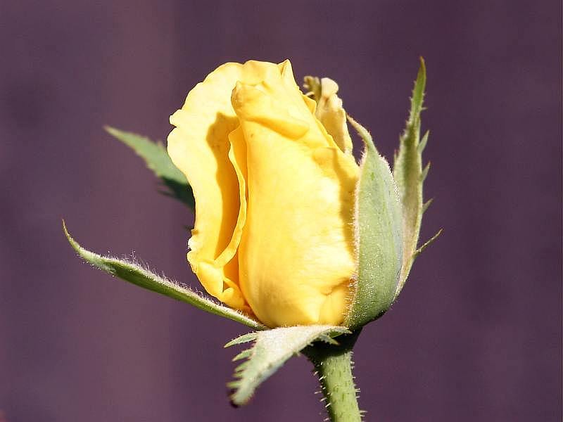 yellow-rose12.jpg