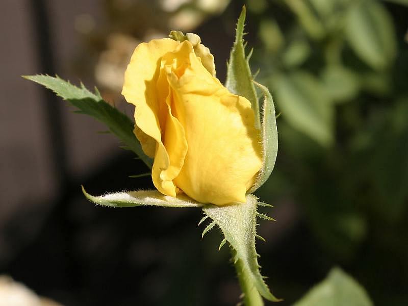 yellow-rose13.jpg