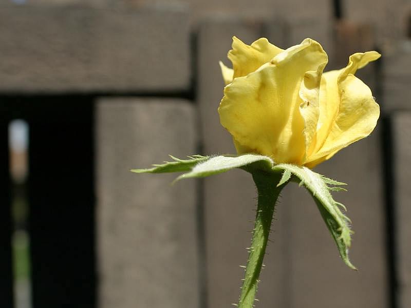 yellow-rose14.jpg