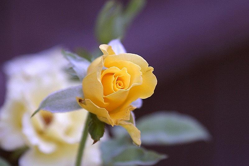 yellow-rose2.jpg