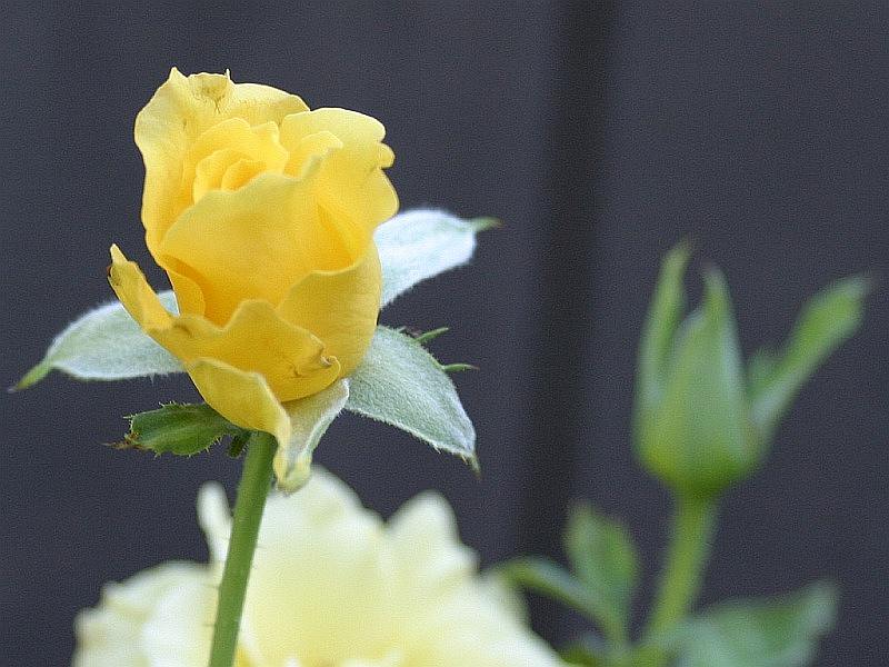 yellow-rose3.jpg