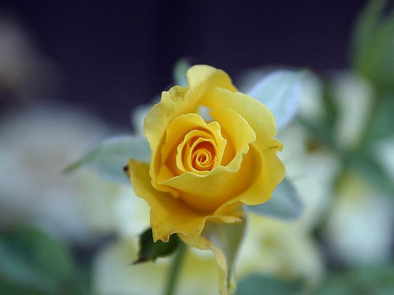 yellow-rose4.jpg