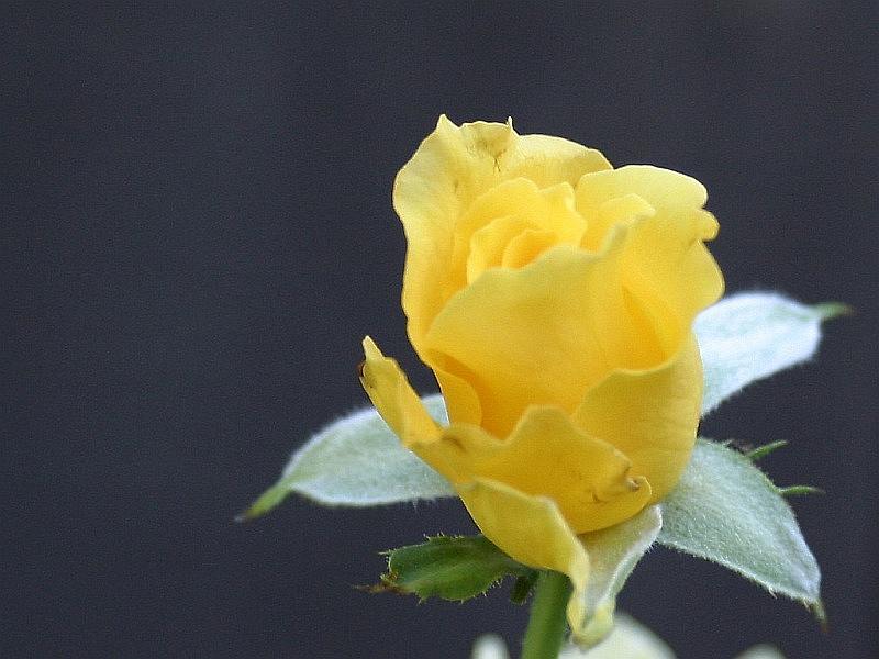 yellow-rose5.jpg