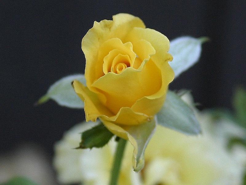 yellow-rose6.jpg