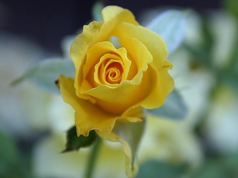 yellow-rose7.jpg