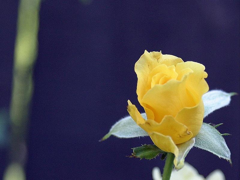 yellow-rose9.jpg