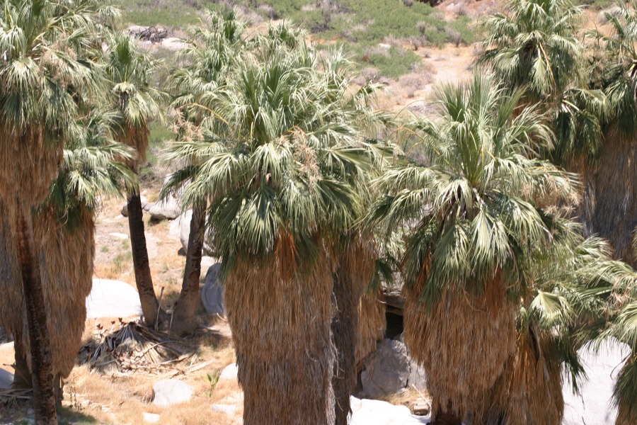 PalmCanyon-004.JPG