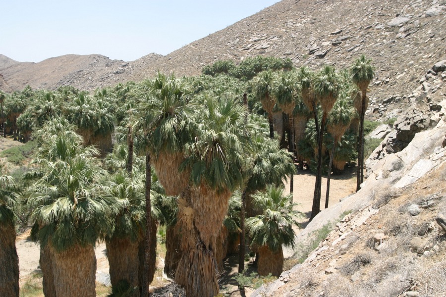 PalmCanyon-005.JPG