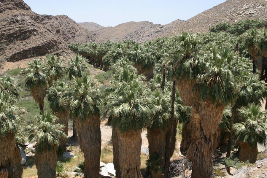 PalmCanyon-006.JPG