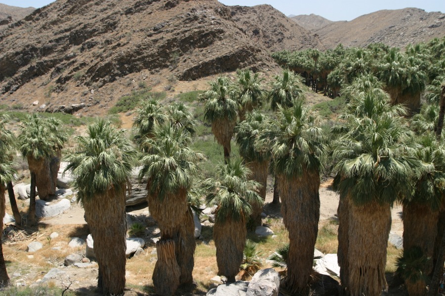 PalmCanyon-007.JPG